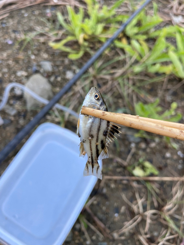 コトヒキの釣果