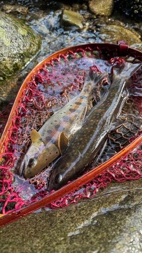 ヤマメの釣果