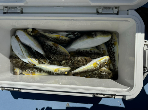 ショウサイフグの釣果