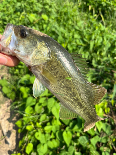 ラージマウスバスの釣果