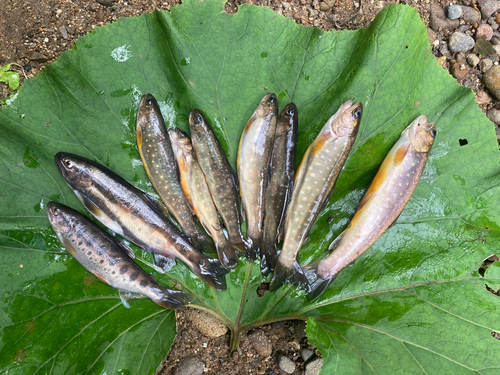 イワナの釣果