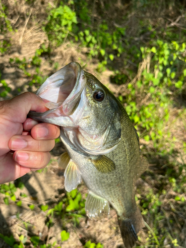 ラージマウスバスの釣果