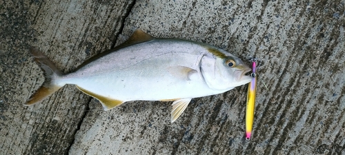 ショゴの釣果