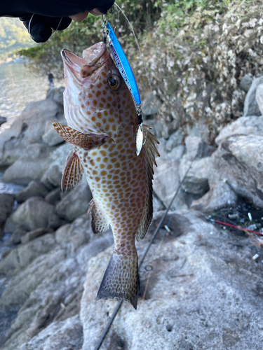 オオモンハタの釣果