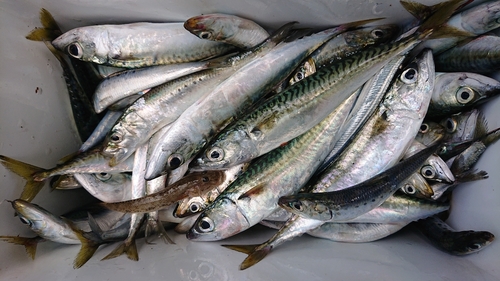 サバの釣果