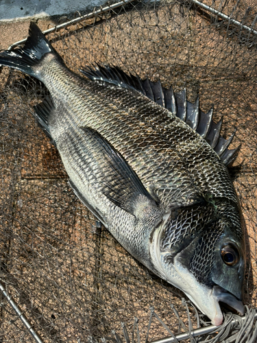 チヌの釣果