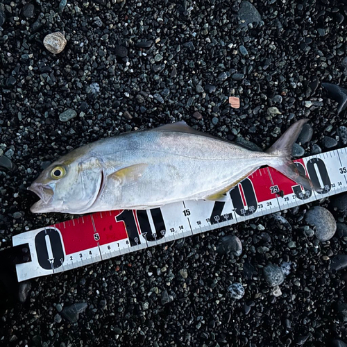 ショゴの釣果