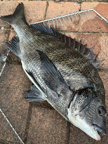 チヌの釣果