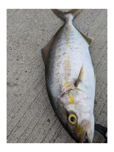 カンパチの釣果