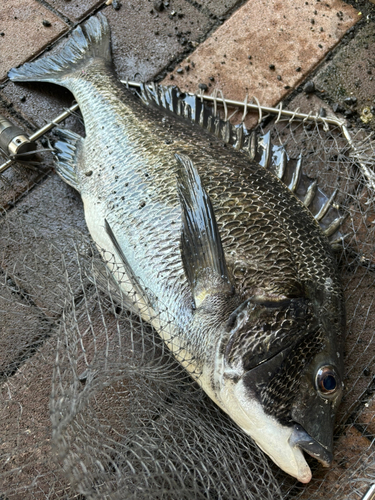 チヌの釣果