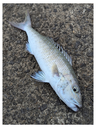 アオチビキの釣果