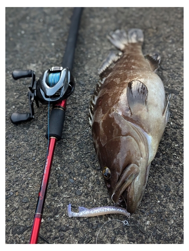 クエの釣果