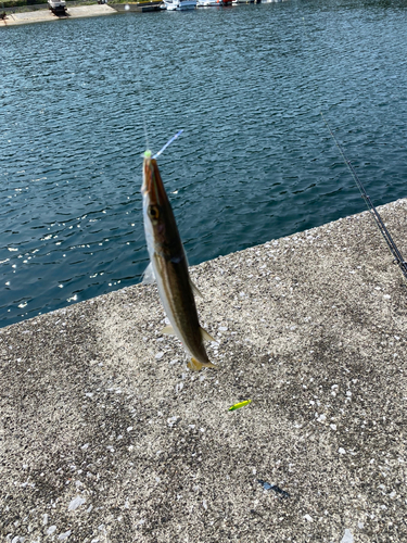 カマスの釣果