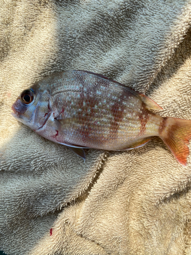 コダイの釣果