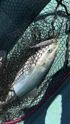 イナダの釣果