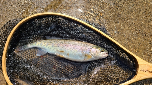 ニジマスの釣果