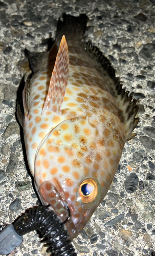 オオモンハタの釣果