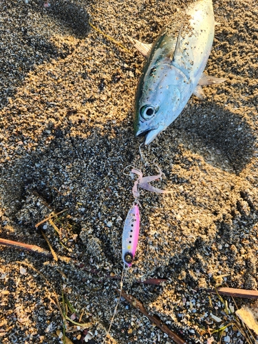 ソウダガツオの釣果