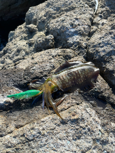 アオリイカの釣果