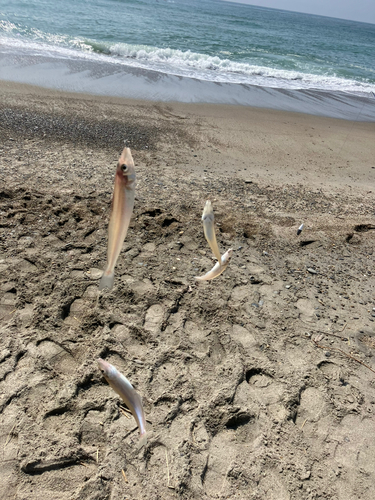 シロギスの釣果