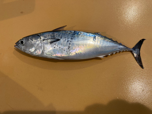 カツオの釣果