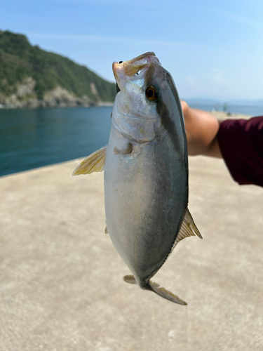 ネリゴの釣果