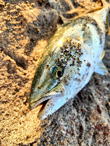 イナダの釣果