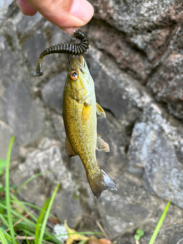 スモールマウスバスの釣果