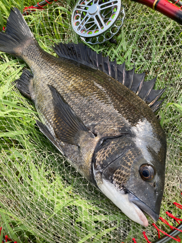 チヌの釣果