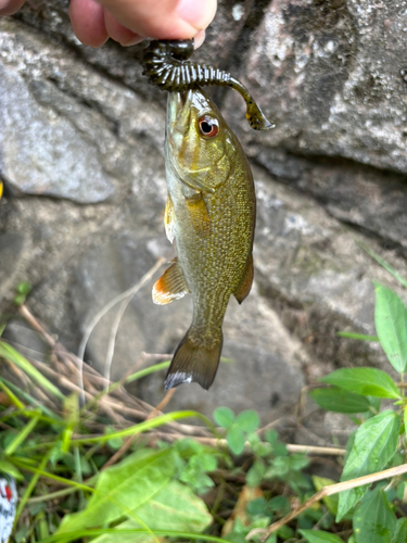 スモールマウスバスの釣果