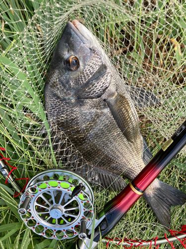 チヌの釣果