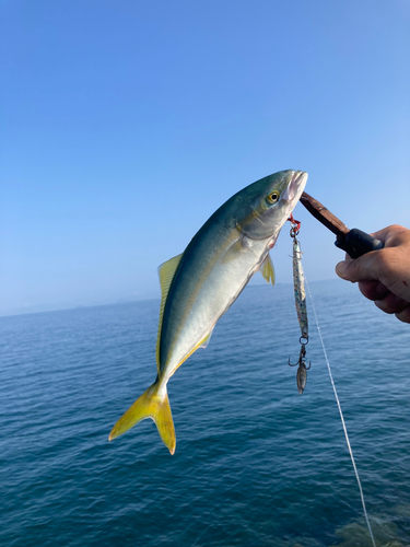 ヤズの釣果