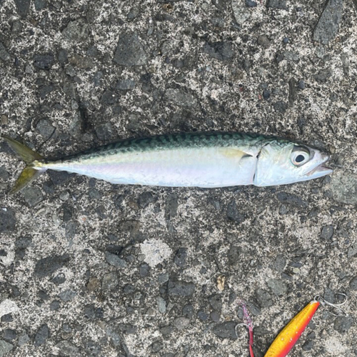 サバの釣果