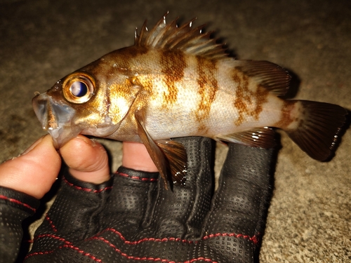 メバルの釣果