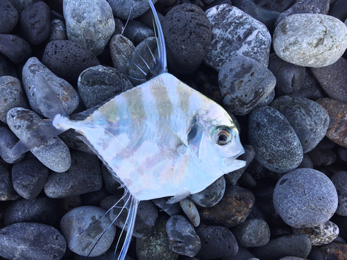 イトヒキアジの釣果