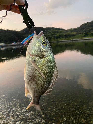 キビレの釣果