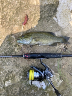 スモールマウスバスの釣果