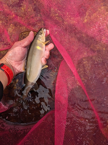 アユの釣果