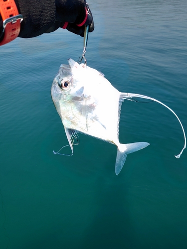 イトヒキアジの釣果