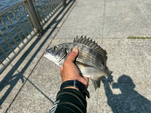 クロダイの釣果