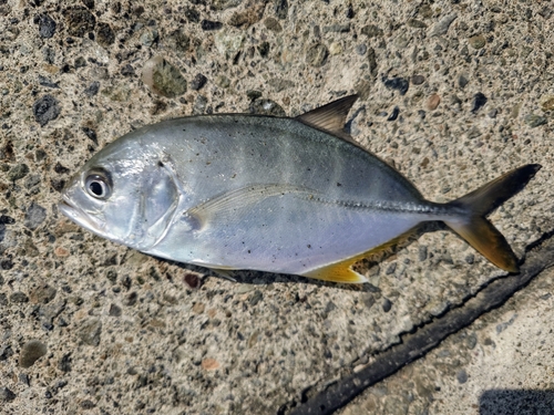 メッキの釣果