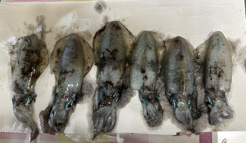 イナダの釣果