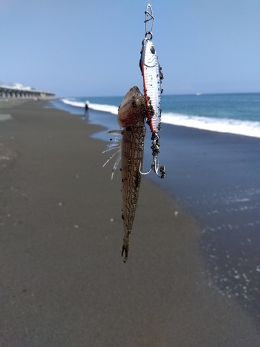 エソの釣果