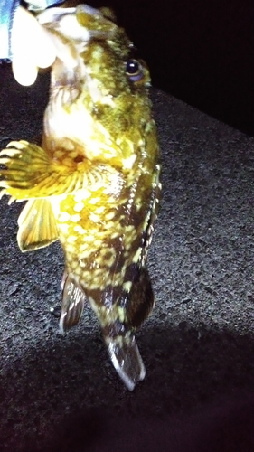 カサゴの釣果