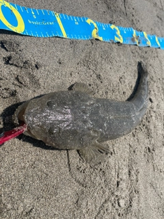 マゴチの釣果