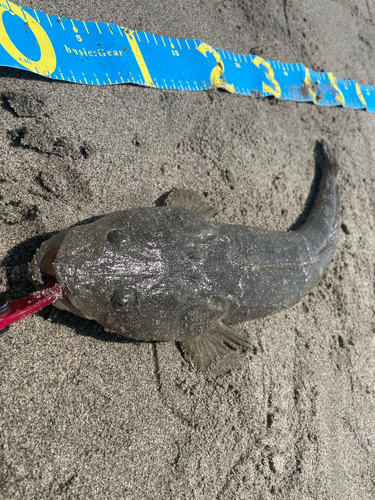 マゴチの釣果