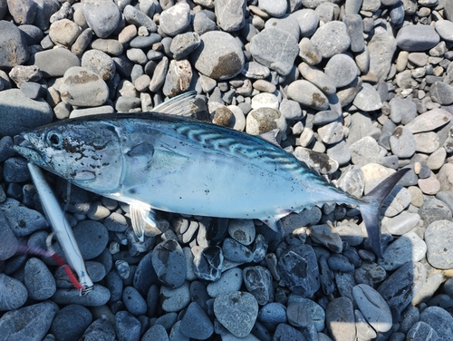 カツオの釣果