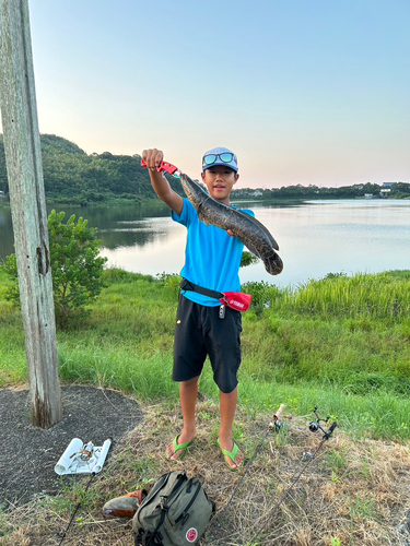 ライギョの釣果