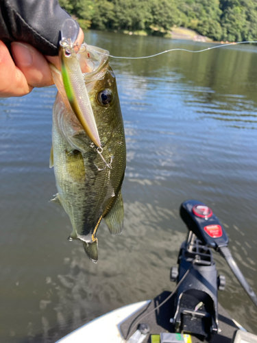 ラージマウスバスの釣果