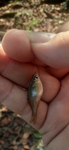 タイリクバラタナゴの釣果